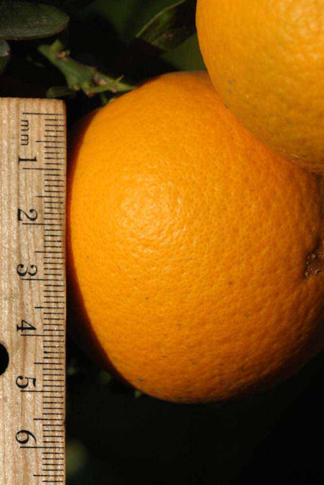              Fruit (Riverside, CA)       